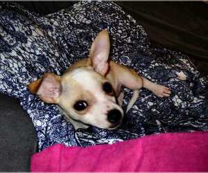 Cardigan Welsh Corgi-Chihuahua Mix Puppy for sale in SAN ANTONIO, TX, USA