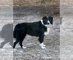 Small Photo #1 Border Collie Puppy For Sale in LECANTO, FL, USA