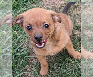 Chiweenie Dogs for adoption in San Bernardino, CA, USA