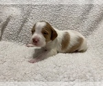 Small Photo #29 Brittany Puppy For Sale in ORRUM, NC, USA