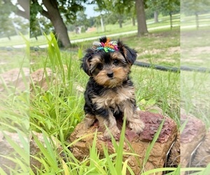 Morkie Puppy for sale in CASSVILLE, MO, USA