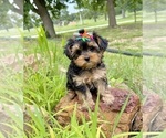 Image preview for Ad Listing. Nickname: Tanisha