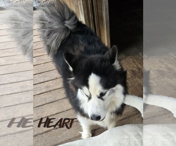 Medium Photo #3 Siberian Husky Puppy For Sale in Severn, MD, USA