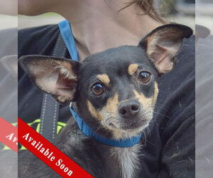 Chipin Dogs for adoption in Huntley, IL, USA