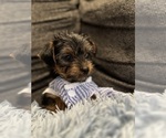 Small Photo #2 Yorkshire Terrier Puppy For Sale in ATLANTA, GA, USA