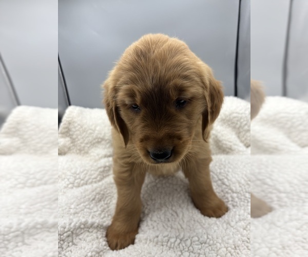 Medium Photo #5 Golden Retriever Puppy For Sale in FREDERICKSBG, OH, USA