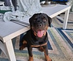 Small #16 Rottweiler