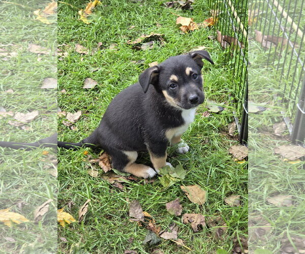 Medium Photo #3 Border Collie-Unknown Mix Puppy For Sale in Garden City, NY, USA