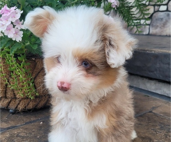 Medium Photo #6 Pom-A-Poo Puppy For Sale in ORRVILLE, OH, USA