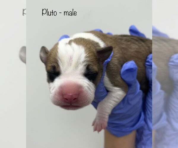 Medium Photo #3 American Pit Bull Terrier-Unknown Mix Puppy For Sale in Evansville, IN, USA