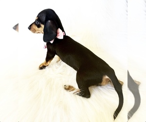 Dachshund Puppy for Sale in DAVIS, California USA