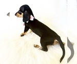 Image preview for Ad Listing. Nickname: AKC Sadie