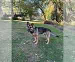 Small #1 German Shepherd Dog