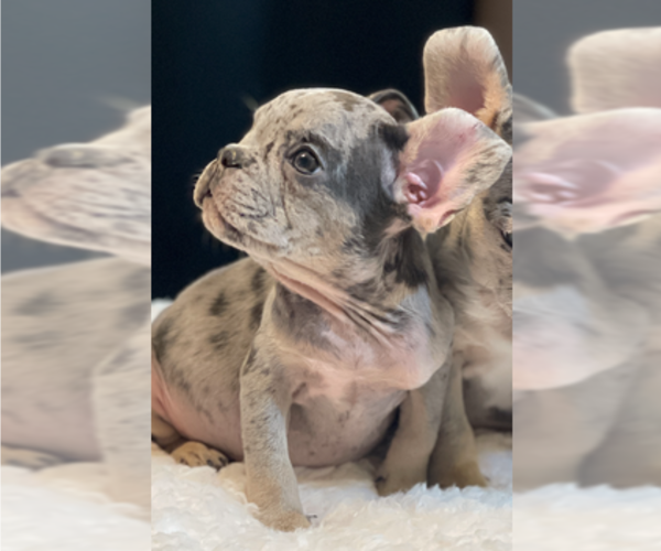 Medium Photo #4 French Bulldog Puppy For Sale in RALEIGH, NC, USA