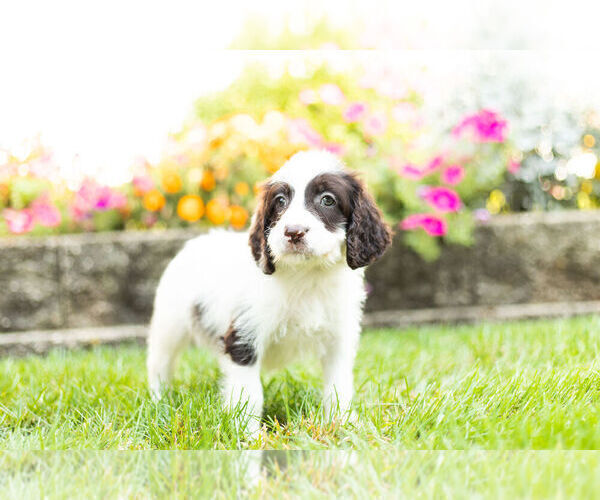 Medium Photo #7 Springerdoodle Puppy For Sale in NAPPANEE, IN, USA