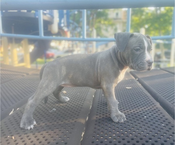 Medium Photo #22 American Pit Bull Terrier Puppy For Sale in TRENTON, NJ, USA
