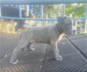 Medium American Pit Bull Terrier