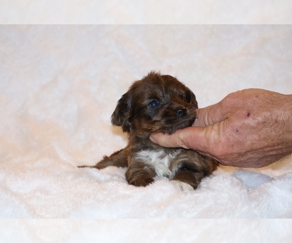 Medium Photo #6 Poodle (Toy)-YorkiePoo Mix Puppy For Sale in DYERSBURG, TN, USA