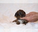 Small Photo #6 Poodle (Toy)-YorkiePoo Mix Puppy For Sale in DYERSBURG, TN, USA