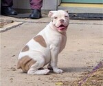 Puppy Kipp Olde English Bulldogge