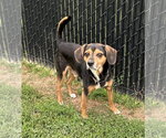Small #4 Beagle Mix