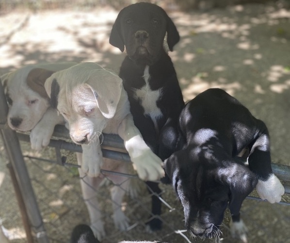 Medium Photo #1 Boxweiler Puppy For Sale in BUXTON, OR, USA