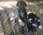 Small Photo #1 Boxweiler Puppy For Sale in BUXTON, OR, USA