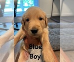 Puppy Blue Golden Retriever