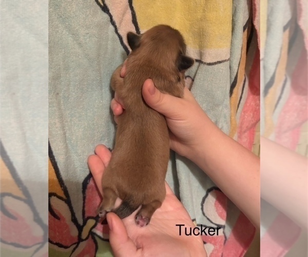 Medium Photo #4 Shih Apso Puppy For Sale in SCOTTSDALE, AZ, USA