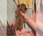 Small Photo #4 Shih Apso Puppy For Sale in SCOTTSDALE, AZ, USA
