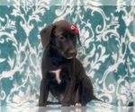 Small Photo #6 American Staffordshire Terrier Puppy For Sale in LAKELAND, FL, USA