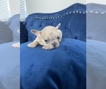 Small Photo #31 French Bulldog Puppy For Sale in TUCSON, AZ, USA