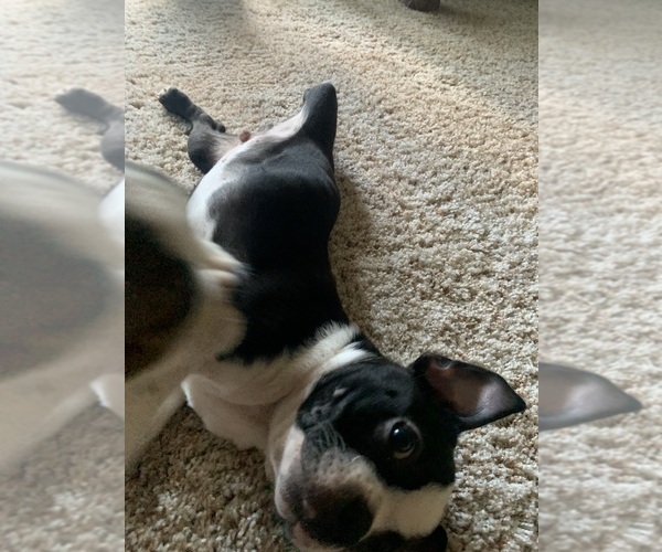 Medium Photo #6 Boston Terrier Puppy For Sale in PRAIRIE DU SAC, WI, USA