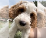 Image preview for Ad Listing. Nickname: Litter of 9
