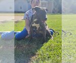 Small Photo #6 Boxador Puppy For Sale in Orangeburg, SC, USA