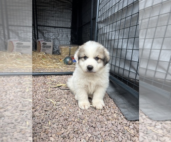 Medium Photo #3 Great Pyrenees Puppy For Sale in WOODLAND PARK, CO, USA