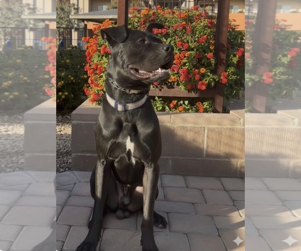 Medium Photo #1 Mutt Puppy For Sale in Chandler, AZ, USA