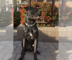 Mutt Dogs for adoption in Chandler, AZ, USA