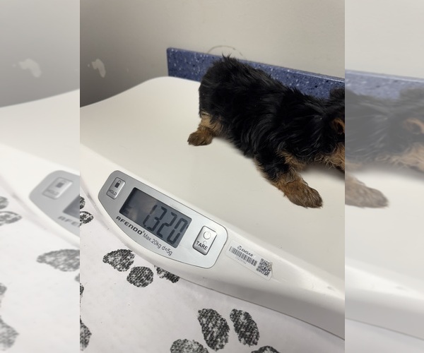 Medium Photo #6 Yorkshire Terrier Puppy For Sale in SAINT LOUIS, MO, USA