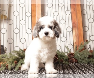 Poodle (Toy) Puppy for sale in NAPLES, FL, USA