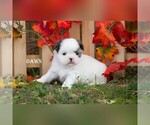 Small Photo #10 Shih Tzu Puppy For Sale in CLARE, MI, USA