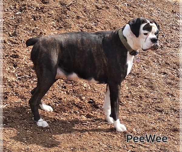 Medium Photo #1 Boxer Puppy For Sale in HOPKINS, MI, USA
