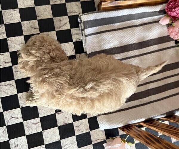 Medium Photo #5 Poodle (Miniature) Puppy For Sale in CURTISS, WI, USA