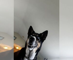 German Shepherd Dog-Siberian Husky Mix Dogs for adoption in Ogden, UT, USA