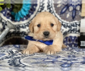Golden Retriever Puppy for sale in LANCASTER, PA, USA