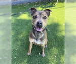 Small #1 Staffordshire Bull Terrier