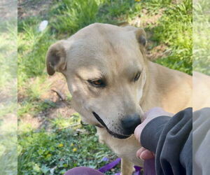 Kia - Female Mutt Dog for Adoption - Photo #5