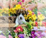 Small #5 Jack Russell Terrier