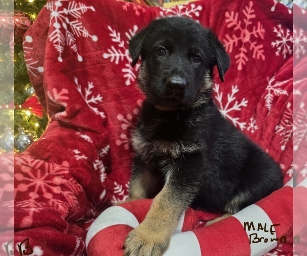 Medium Photo #1 German Shepherd Dog Puppy For Sale in APACHE JUNCTION, AZ, USA