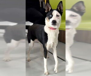 Siberian Husky-Unknown Mix Dogs for adoption in Temple, TX, USA